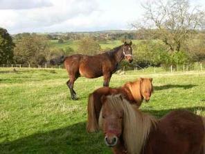 West Leas Farm - Horses