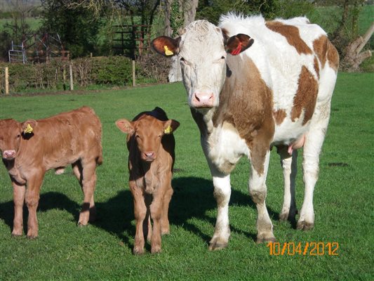 cow with twins