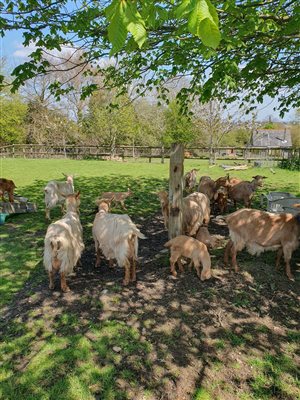 golden guernsey goats under tree
