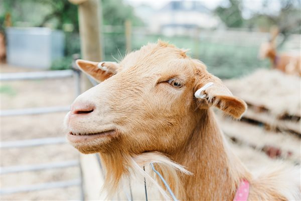 golden guernsey goat