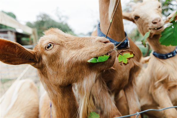 golden guernsey goats eating leaves