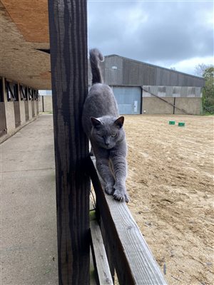 Smokey Cat on the Fence