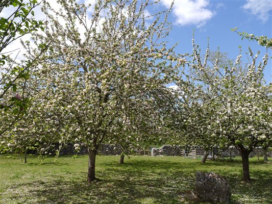 Apple  and plum blossom