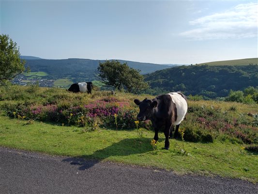 cows on Exmoor