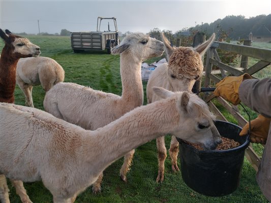 alpaca feeding Middle Stone Farm