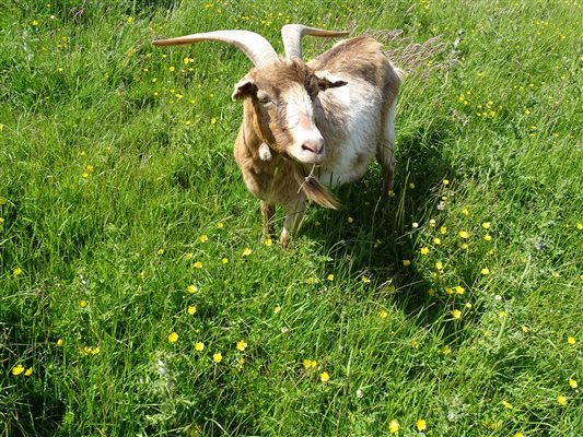 Bob the goat at Airhouses