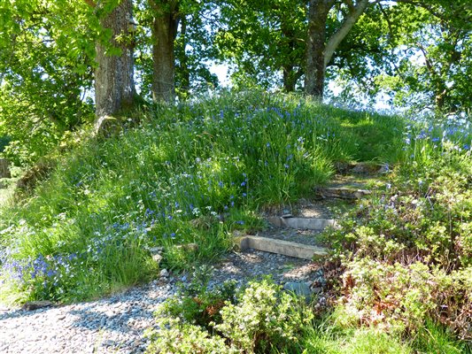 rustic steps up a hill with long grass and bluebells