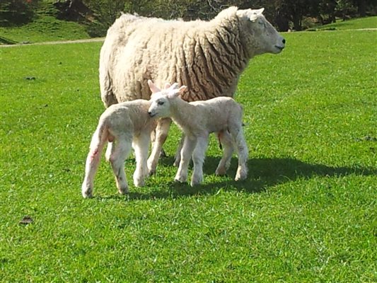 new born lambs in the spring