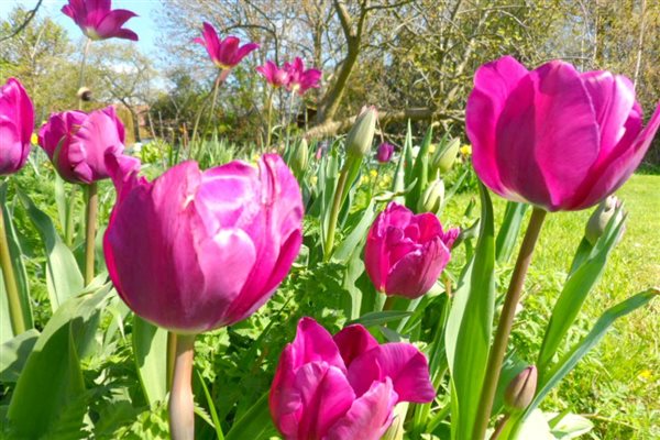 Vibrant spring tulips by the orchard carp lake in march and April