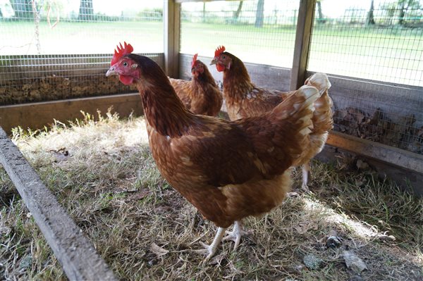 Hens  - Hucklesbrook Farm - New Forest Holiday Cottages