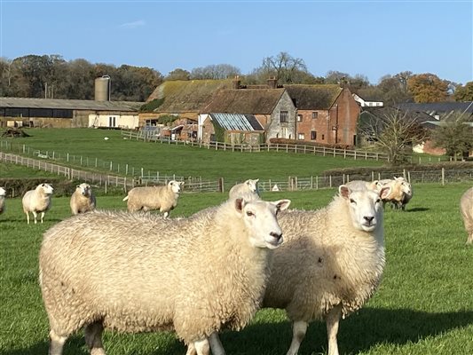sheep and farm