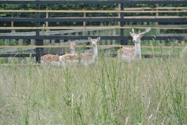 Fallow Deer at Suffolk Retreats