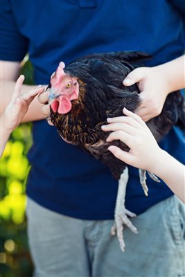 child holding a chicken