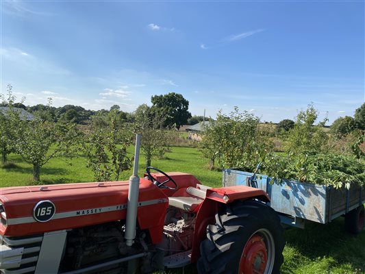 vintage tractor in an orchard on a glamping farm midlands