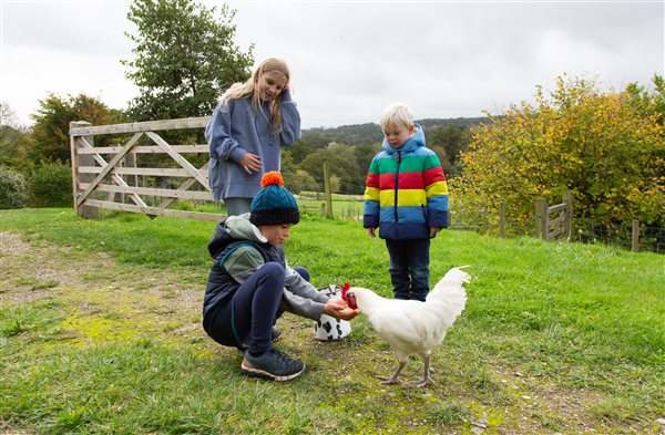 Children feeding Chickens