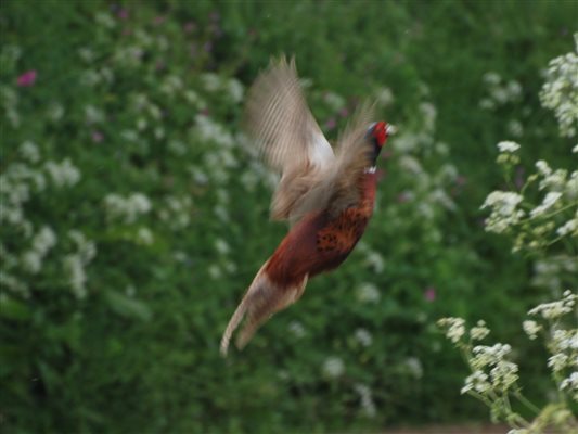 Flying phesant wildlife
