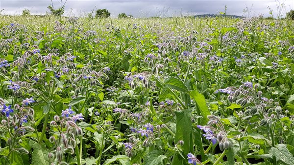 Borage planted for bees and butterflies