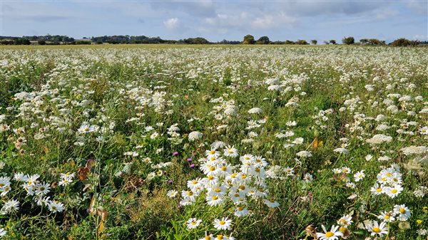 A field planted with flowers to provide nectar and pollen for bees and butterflies