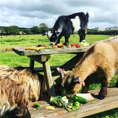 Breakfast time with the goats