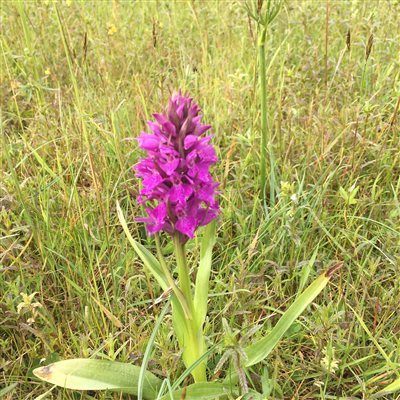 An orchid in our haymeadow