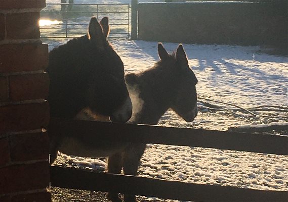 Donkeys in winter