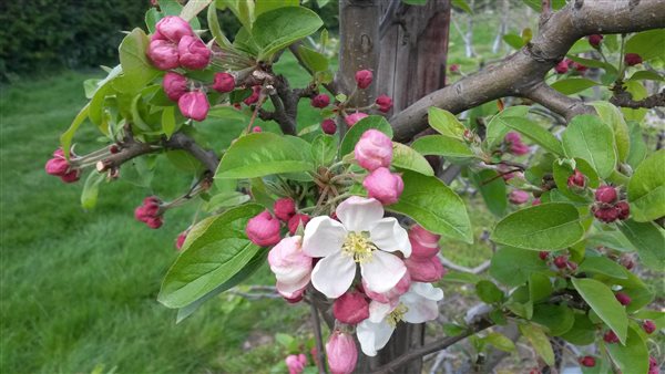 Apple Blossom Orchards in May