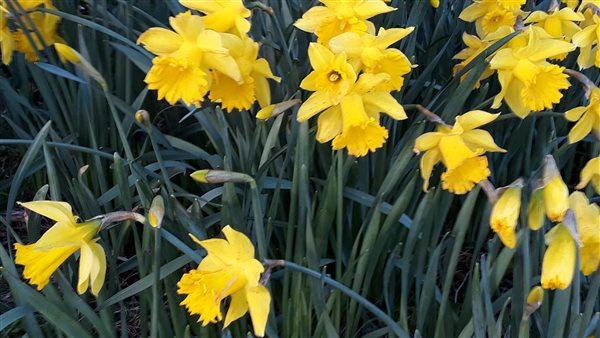 Daffodils in the garden at Llwyn Beuno Holiday Cottage on LLyn Peninsula North Wales