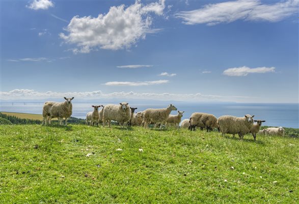Sheep with a sea view