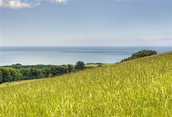 Orroland grass fields for grazing with sea view