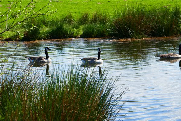 The Geese visiting our pond