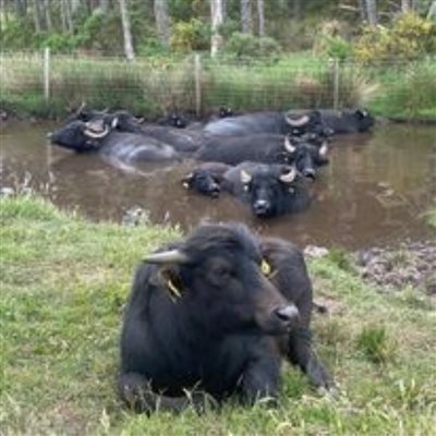 buffalo in wallow