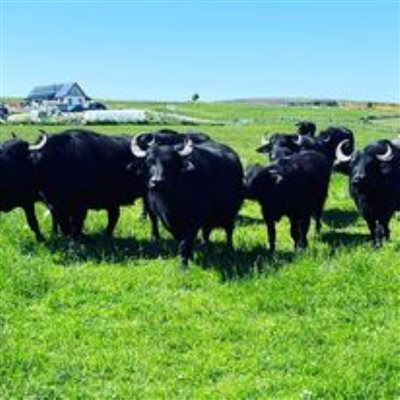 Buffalo Farm Moray Scotland