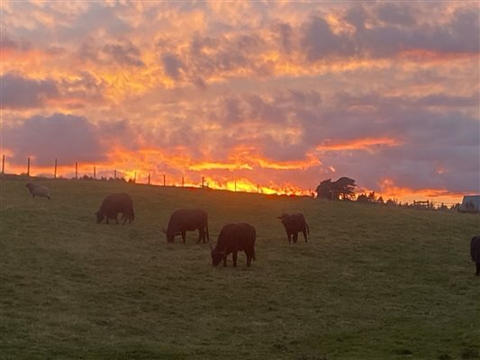 Buffalo and sunset