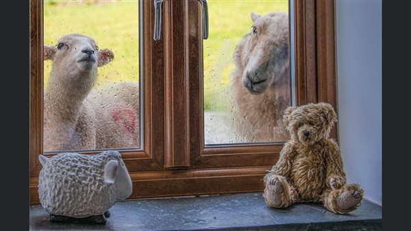 Welsh mountain sheep and lamb looking into bedroom window