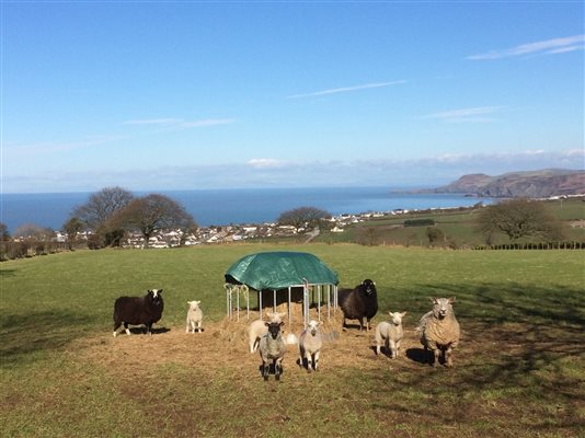 glamping for sheep