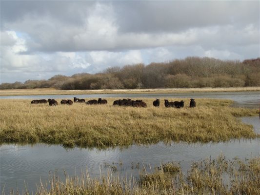 Sheep on the Estuary