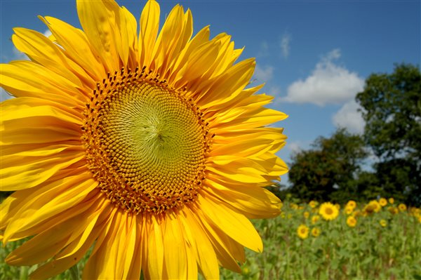 Sunflowers near Blickling
