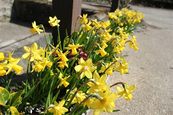 Spring daffodils at Washingpool Cottages