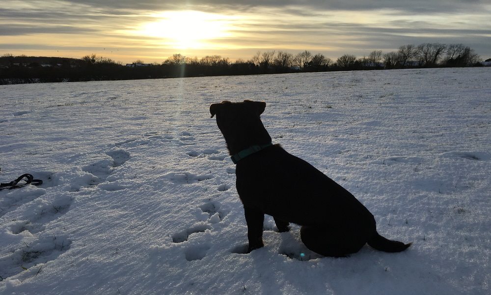 snow dog farmstay winter