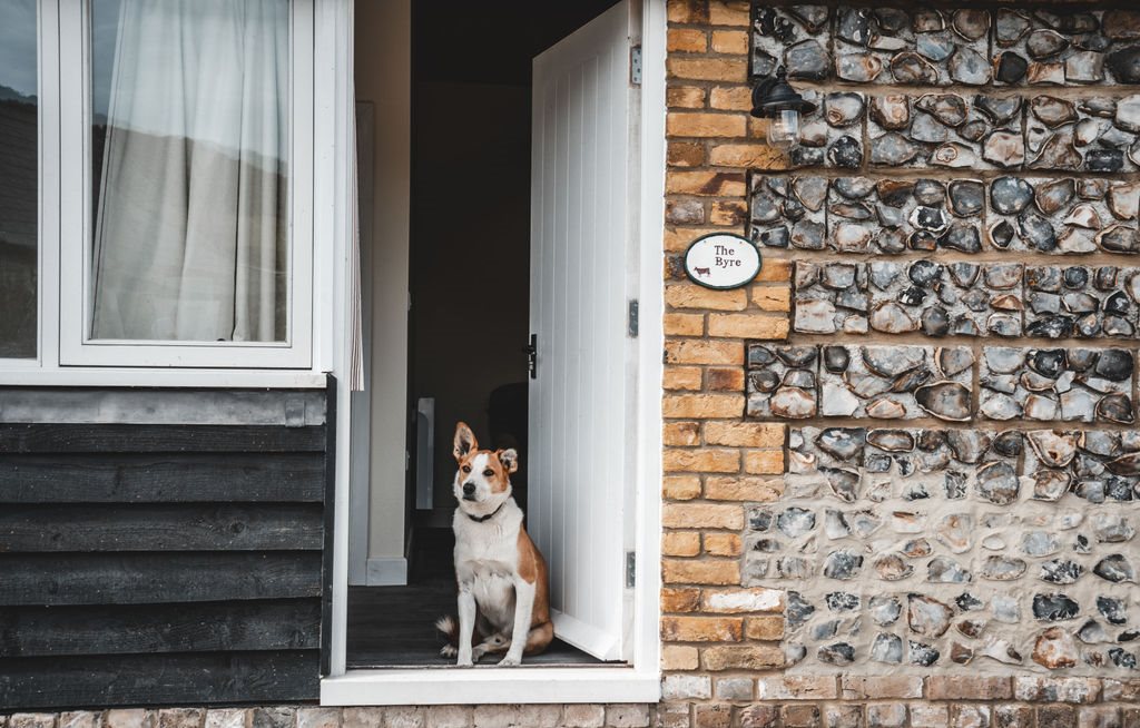 stay with your dog in kent