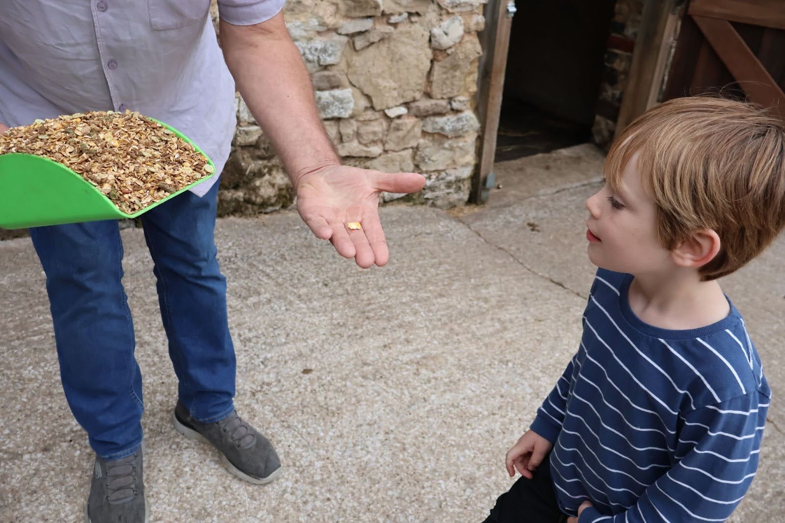 farm holiday feeding animals