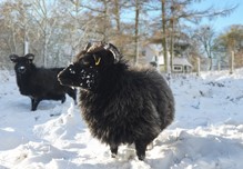 Black sheep standing in a snowy farm field with another sheep in the background.