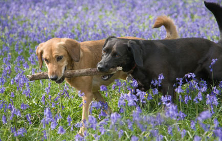 dog friendly Wales