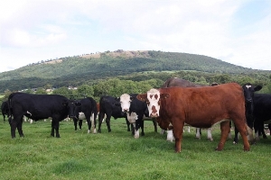 Cattle at Morrells Wood Farm, Shropshire