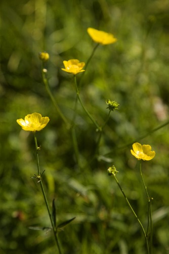 Hatfield Forest, Hertfordshire