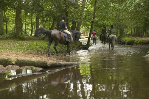 Riding in the New Forest