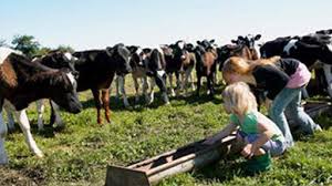 child friendly cows