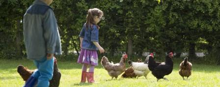 child friendly hens