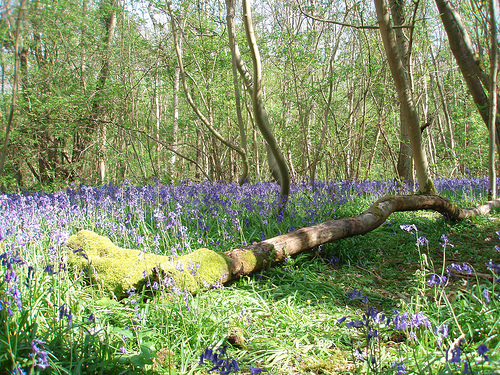 Bluebell wood