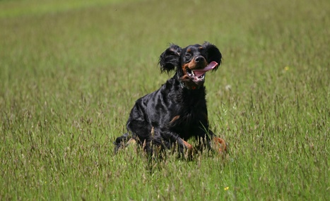 dog leicestershire